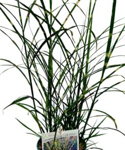 c75f9242e7099408fe267bcabdb0f30a