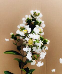 6cf42631bd072ec1c5129ec88a342bbc