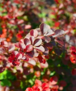 df281189a2bbb0a843eea3d8b6b8de88