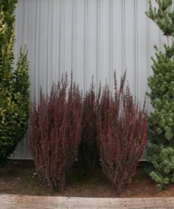 af56e9ed6e8de5db1ee7e54caa5115c7