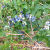 Borówka Amerykańska Bluecrop poj, 4L
