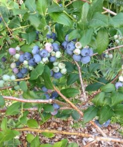 Borówka Amerykańska Bluecrop poj, 4L