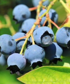 Borówka Amerykańska Bluejay poj. 4 L