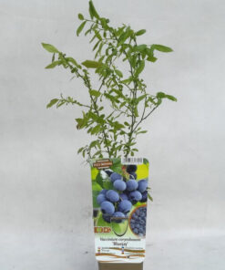 Alternative view of Borówka Amerykańska Bluejay P9/C1