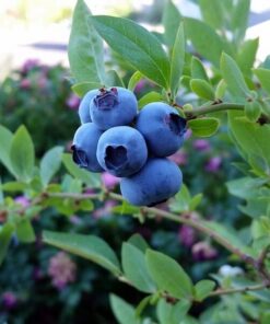 Borówka Amerykańska Bluegold poj, 2L