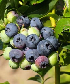 Borówka Amerykańska Bonifacy P9/C1