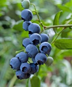 Borówka Amerykańska Brigitta poj. 4L