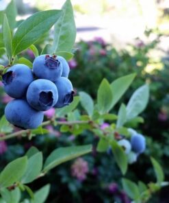 Borówka Amerykańska Chandler poj. 4l