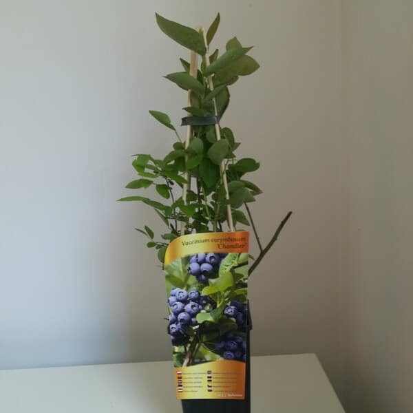 Borówka Amerykańska Chandler poj,2l - obrazek 3