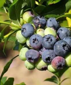 Alternative view of Borówka Amerykańska 'Duke' MROZOODPORNA P9/C1