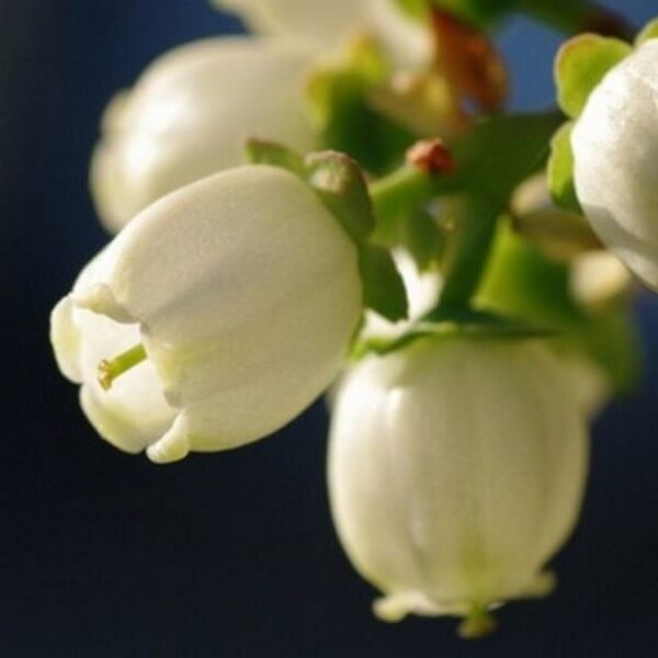 Borówka Amerykańska 'Duke' MROZOODPORNA P9/C1 - obrazek 3