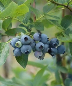 Borówka Amerykańska Elizabeth poj, 2L