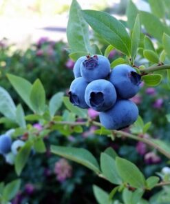 Alternative view of Borówka Amerykańska Nelson P9/C1