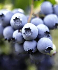 Borówka Amerykańska Nelson poj. 4L