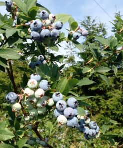 Alternative view of Borówka Amerykańska Patriot P9/C1