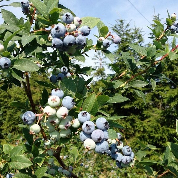 Borówka Amerykańska Patriot w poj, 2L - obrazek 3