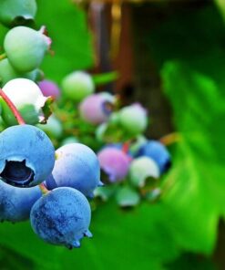 Borówka Amerykańska Toro poj. 4L