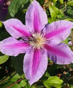 Clematis Dr. Ruppel (wielkokwiatowy) poj. 2L