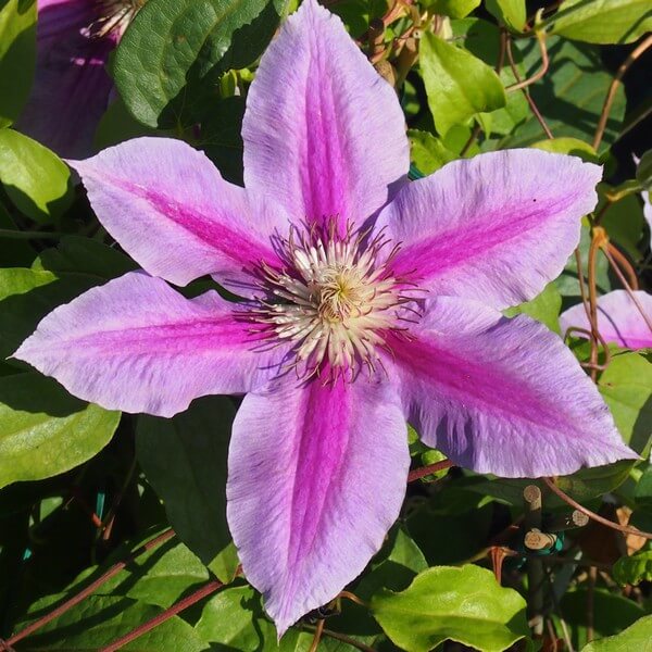 Clematis Dr, Ruppel (wielkokwiatowy) poj, 4L