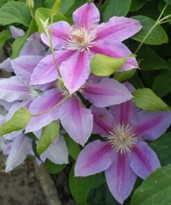 Alternative view of Clematis Dr, Ruppel (wielkokwiatowy) poj, 4L