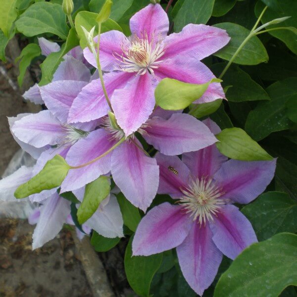 Clematis Dr, Ruppel (wielkokwiatowy) poj, 4L - obrazek 2
