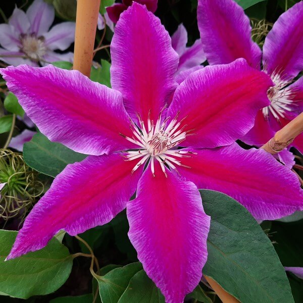 Clematis Dr, Ruppel (wielkokwiatowy) poj, 4L - obrazek 5