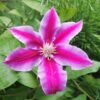 Clematis Dr. Ruppel (wielkokwiatowy) P9/C1