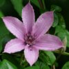 Clematis Hagley Hybrid (wielkokwiatowy) P9/C1