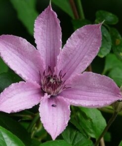 Clematis Hagley Hybrid (wielkokwiatowy) P9/C1