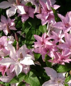 Alternative view of Clematis Hagley Hybrid (wielkokwiatowy) P9/C1