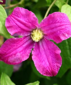 baecfb42f859729f9dc2d443d994a21a