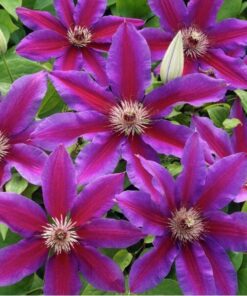 189ce960a6bfdd0491b16eaeacf80520