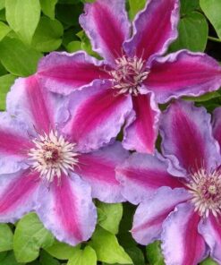 e9e25323cc5fd090ebc7e37031a9560a