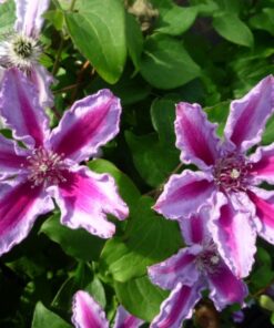 687a22e00d3e2bb121f125a4a9cdb730