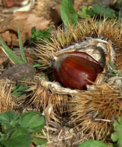 Kasztan jadalny (Castanea Sativa) poj, 2L