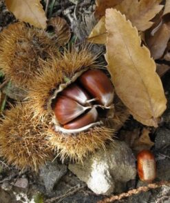 Alternative view of Kasztan jadalny (Castanea Sativa) poj, 2L