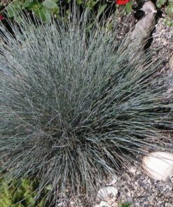 954a55104ff8ee624bc5ff8f68febe1b