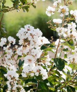 2a90067ec4a5096aa1b1bf2dfe2e2423