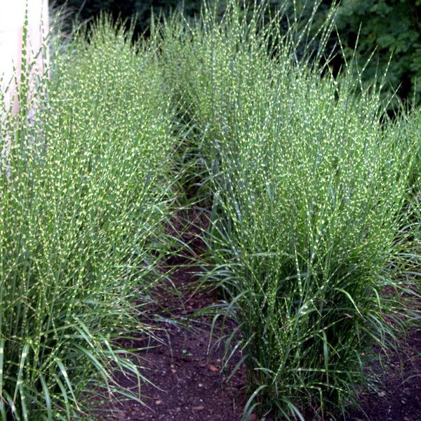 5104c3a2381b7de31e0277199fcc2f76