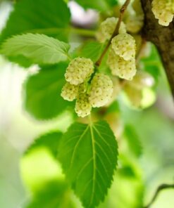 8dc00218eca9c066a38e34658cf2f5b1