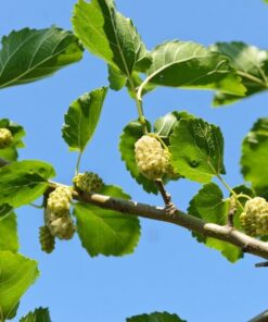 db634032e6c924374cd1c769cbf2593e