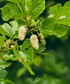 765f90172b83e12a7f2d6e445d5d9806