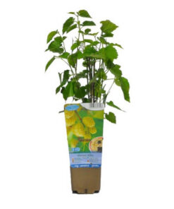 cc0b4f9bf9cd1e1c777bf79d84eb1550