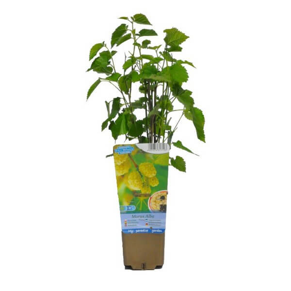 cc0b4f9bf9cd1e1c777bf79d84eb1550