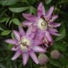 Męczennica (Passiflora) 'Violacea' poj, 4L