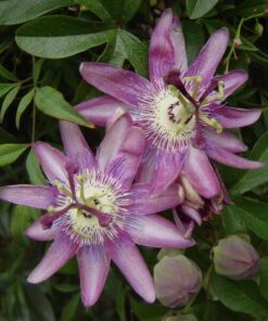 Męczennica (Passiflora) 'Violacea' poj, 4L