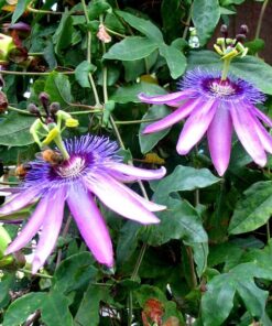Alternative view of Męczennica (Passiflora) 'Violacea' poj, 4L