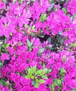 dc448106d64054cf72d042fe3b263827