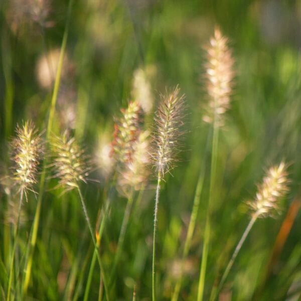 413ad655f840125ec94b6dd25456315b