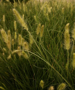 38871bd874cc9df0c702528857cf949c